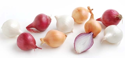 Zachęcamy do uprawy cebuli z nasion! Nasze nasiona cebuli są najwyższej jakości, w rozsądnej cenie! Oferujemy różne nasiona różnych odmian cebuli!