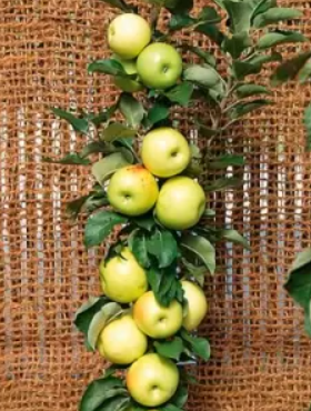 Jabłoń kolumnowa Bolero Plant Pack