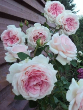 Róża parkowa Alexandra Princesse De Luxemburg różowa balot