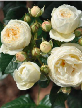 Róża parkowa Artemiss biała balot