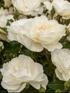 Róża parkowa Bounty biała balot