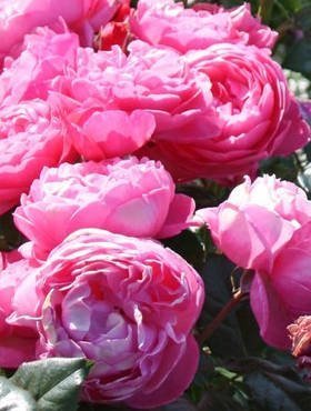Róża parkowa Kölner Flora różowa balot