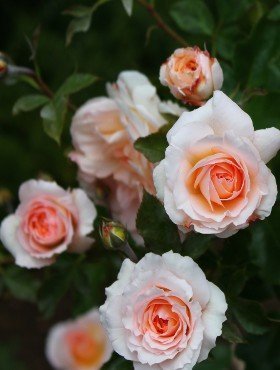 Róża parkowa Schloss Eutin pomarańczowa balot