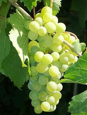 Winorośl winogrona A1704 bezpestkowa