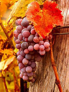 Winorośl winogrona Reliance bezpestkowa