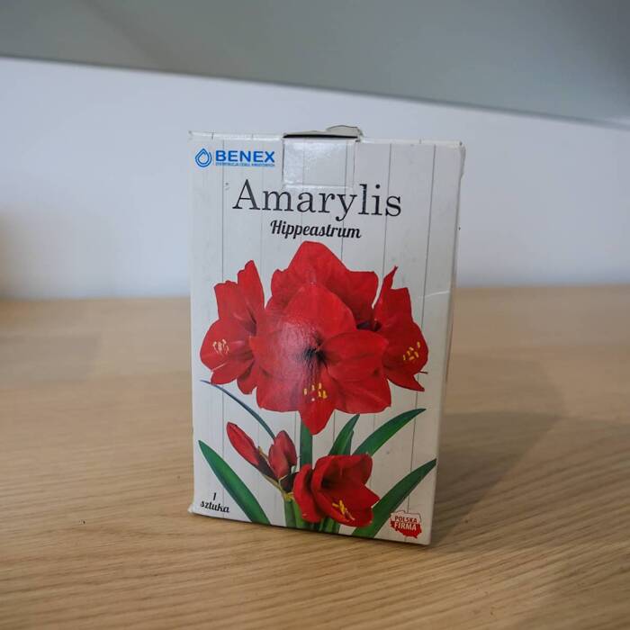 Amarylis czerwony w pudełku 