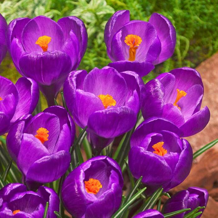 Krokus wiosenny wielkokwiatowy Szafran Flower Record ciemnofioletowy 
