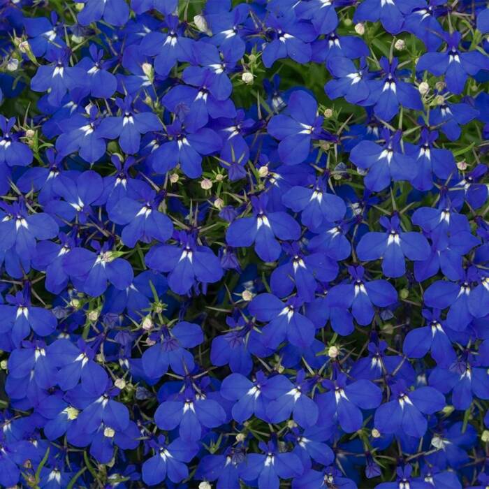 Lobelia przylądkowa Stroiczka Blue Carpet 0,5 g Vilmorin