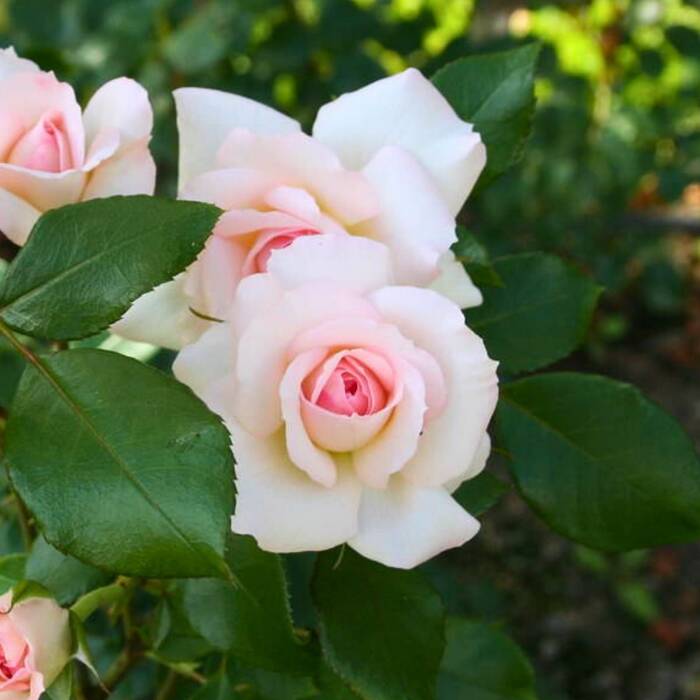 Róża parkowa Bremer Stadtmusikanten kremowo-różowa balot