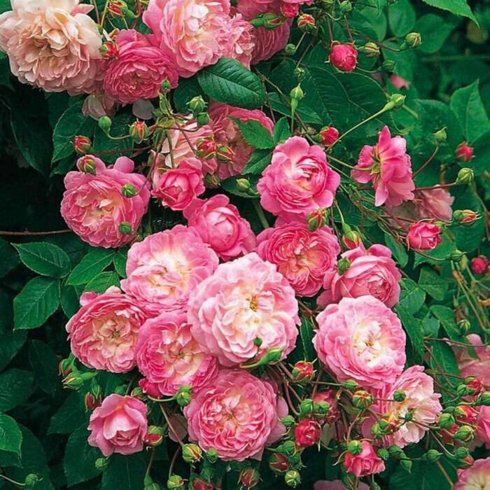 Róża parkowa Kölner Flora różowa balot