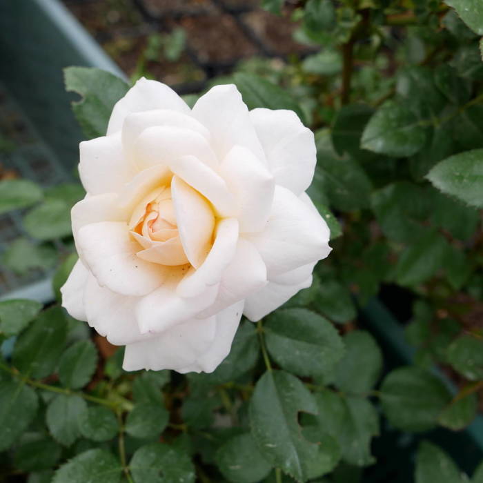 Róża parkowa Schloss Eutin kremowo-morelowa pojemnik