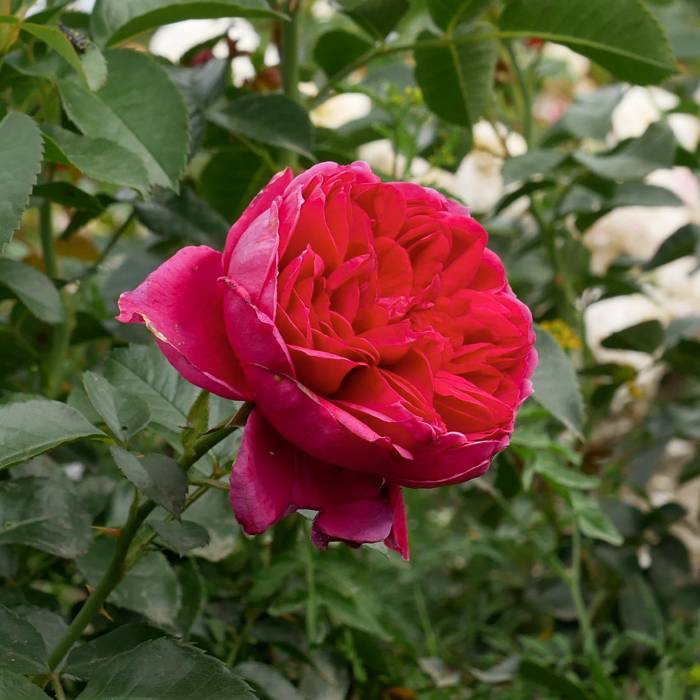 Róża parkowa Soul ciemno różowa balot