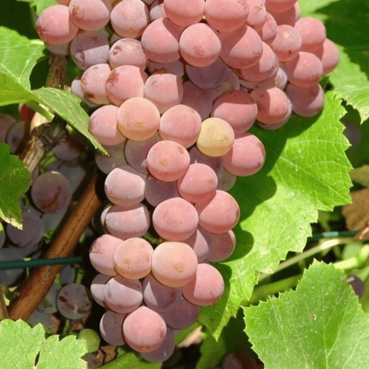 Winorośl winogrona Einset Seedless bezpestkowa