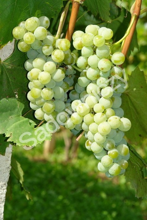 Winorośl winogrona Jutrzenka
