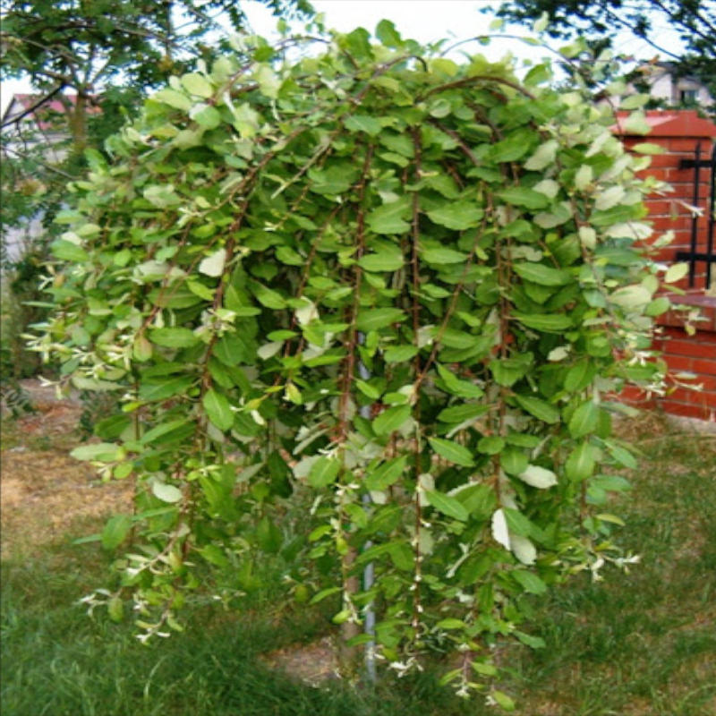 wierzva Salix Carpea Pendula