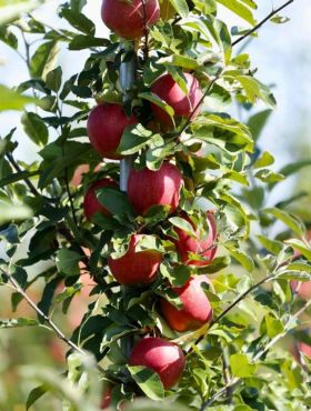 Jabłoń kolumnowa Cordon Plant Pack