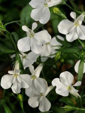Lobelia przylądkowa Stroiczka biała 0,2g Plantico