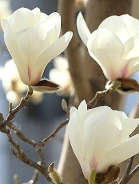 Magnolia Alba Superba 