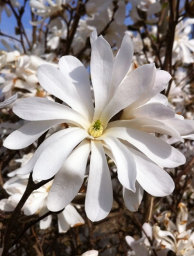 Magnolia gwiaździsta Royal Star 