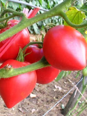 Pomidor gruntowy karłowy Malinowy Bosman 0,5g 