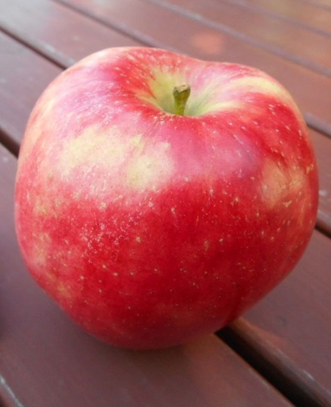 Jabłoń typu Arszam w doniczce (C2)